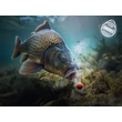 Delphin Csali D SNAX SHELL 10mm/30g - Lazac-Rák/Wafters/Oldódó