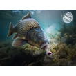Delphin Csali D SNAX SHELL 10mm/30g - Szilva-Eperfa /Wafters/Oldódó