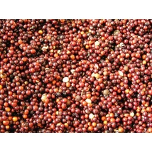 Poseidon Főtt repce 3 kg